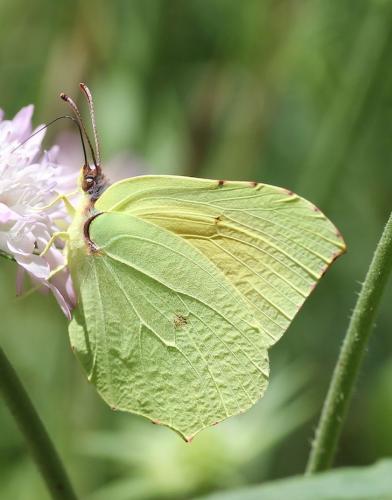 Réf. 232 483 : Gonepteryx cleopatra